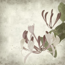 Textured Old Paper Background With Pink Honeysuckle