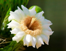 Flower Of The Saguaro Closeup