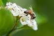 Honigbiene auf Pflaumenblüte