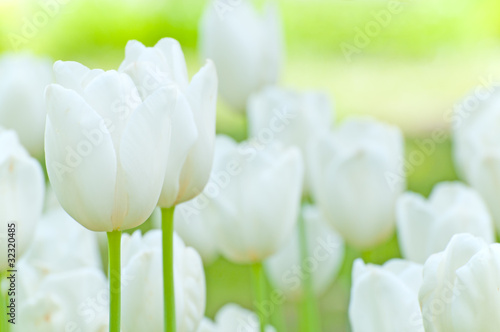 Naklejki tulipany   biale-tulipany