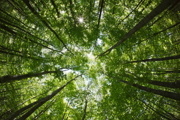 spring forest treetops (intentionally distorted image; shot with