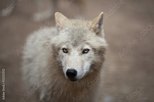 Plakat na papierze fotorealistycznym Arktyczny wilk (canis lupus arctos) znany jako polarny wilk lub biały wilk -