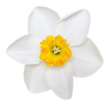 White Daffodil Free Stock Photo - Public Domain Pictures