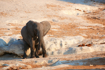 Wall Mural - Small African elephant calf