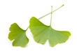 Ginkgo (Ginkgo biloba) zwei Blätter übereinander auf weiß