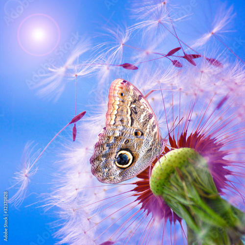 Fototapeta na wymiar Pusteblume mit Schmetterling