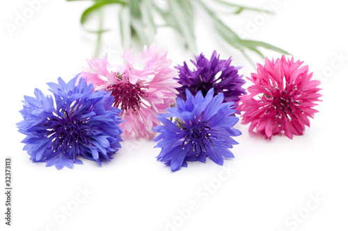 Board z aluminiowym obramowaniem Chaber (Centaurea cyanus) - kwiaty w różnych kolorach
