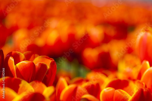 Tapeta ścienna Zbliżenie kwiatu, tulipan