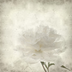 Wall Mural - textured old paper background with white peony