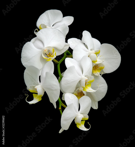 Obraz na płótnie canvas Biała orchidea na czarnym tle