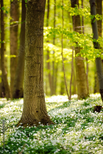 Nowoczesny obraz na płótnie Waldboden im Frühling 4