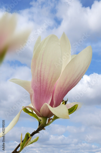 Board z aluminiowym obramowaniem Kwiaty magnolii