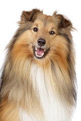 Wall Mural - Shetland sheepdog on a white background