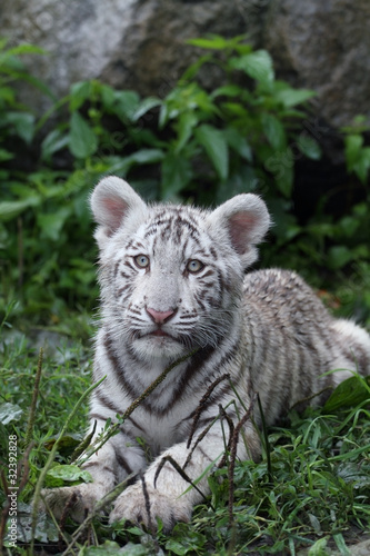 Obraz tygrys   bialy-tygrys-w-trawie