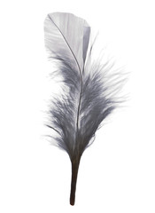 Wall Mural - Feather