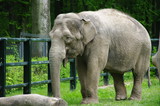 słoń w zoo