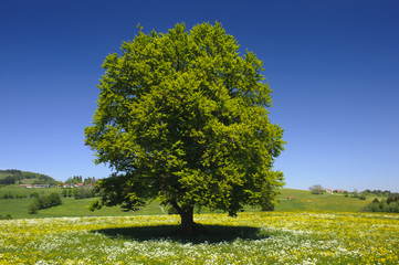 Canvas Print - Baum Laubbaum Buche