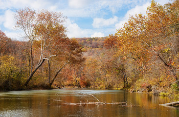 autumn leaves and trees on river