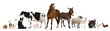 Leinwandbild Motiv Variety of farm animals in front of white background
