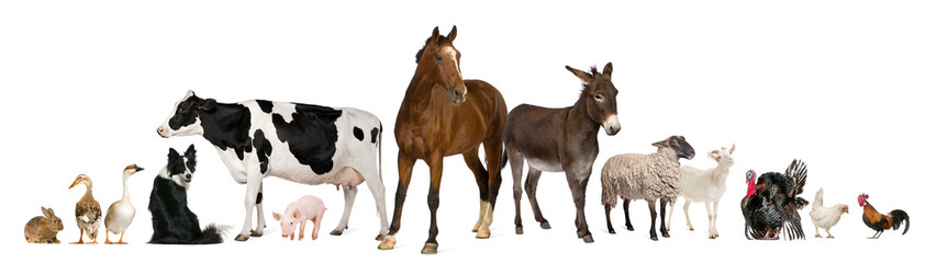 Wall Mural - Variety of farm animals in front of white background