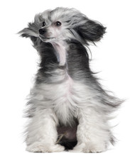 Chinese Crested Dog, 15 Months Old, With Hair In The Wind