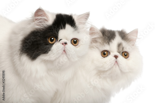 Dekoracja na wymiar  koty-perskie-6-miesiecy-przed-bialym-tle