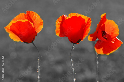 Fototapeta do kuchni Mohnblumen,Klatschmohn