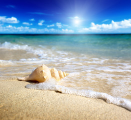 Fotobehang - seashell on the beach (shallow DOF)