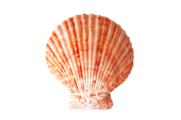 Ocean shell