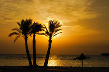 Sunrise At Sinai Coast.