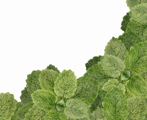 Wall Mural - lemon balm background