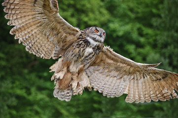 Wall Mural - Stunning European eagle owl in flight