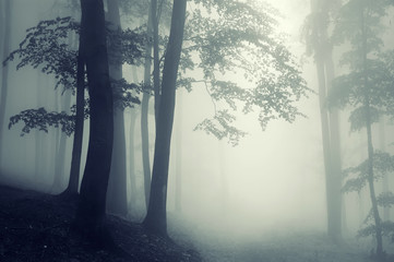 Wall Mural - trees in counter light in a dark forest