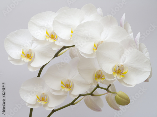 Tapeta ścienna Biała orchidea