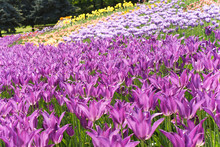 Flowerbed Whit Violet Tulips