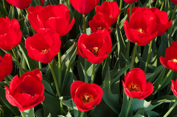 Wall Mural - red tulips