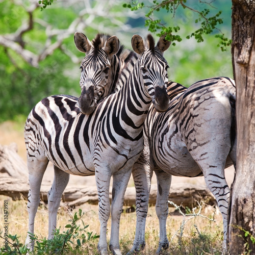 Obraz na płótnie canvas trzyczęściowy "tryptyk" Zebry w kruger national park, republika południowej afryki