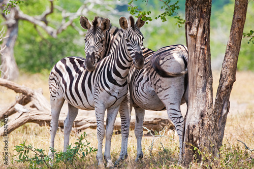 Obraz na płótnie canvas dwuczęściowy "dyptyk" Zebry w kruger national park, republika południowej afryki