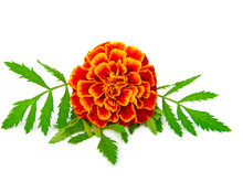 Red Marigold (Tagetes) Isolated On White