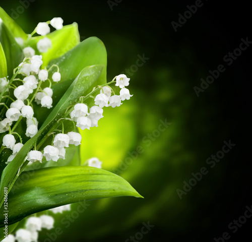 Obraz w ramie Lily-of-the-valley flowers design