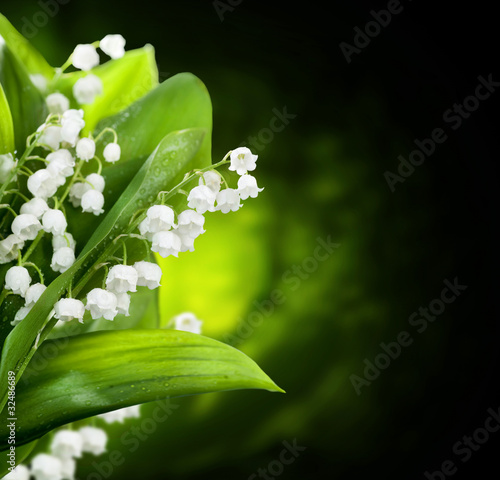 Tapeta ścienna na wymiar Lily-of-the-valley flowers design