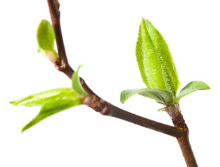 Wall Mural - Spring budding