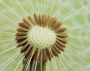 Fototapete - Dandelion  seeds