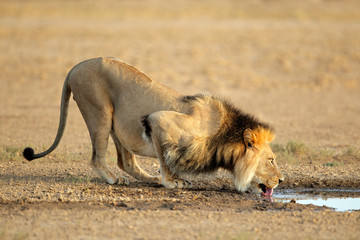 Wall Mural - african lion drinking