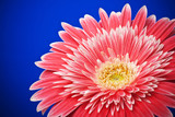 macro of a gerber daisy on blue background