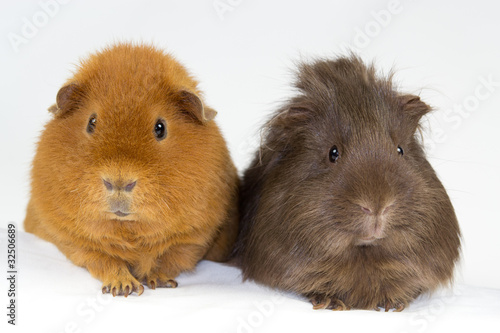 Guinea Pig Buddies Us Teddy Plus Long Haired Buy This Stock