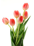 Fototapeta Tulipany - Tulips isolated on white