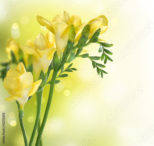 Fototapeta do kuchni Freesia Flowers border design