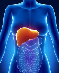 Female LIVER anatomy anterior x-ray view