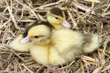 Wall Mural - Two ducklings on hay